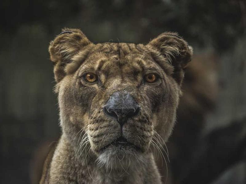 True Sovereignty: Self-Hosted Verification